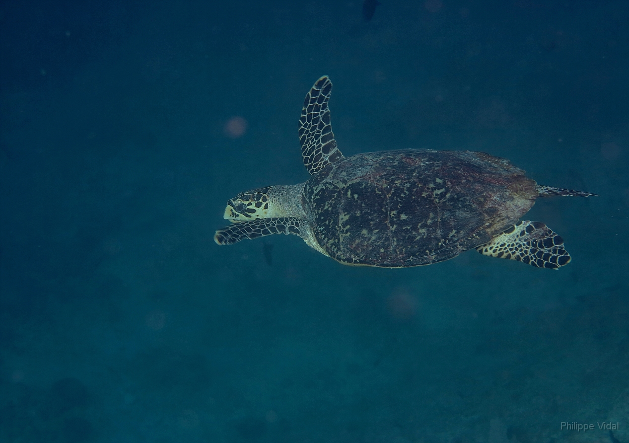 Velidhu - 2013_03_10 - IMG_0375rf_Tortue imbriquee_Gaagandu faru_Plongee.jpg